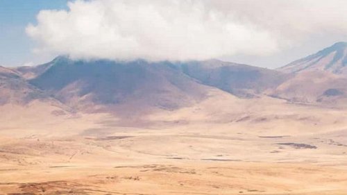 В Танзании львы разорвали детей, искавших домашний скот