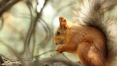 Село в Ровенской области закрыли на карантин из-за бешеной белки