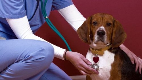 Чем удобен вызов ветврача домой