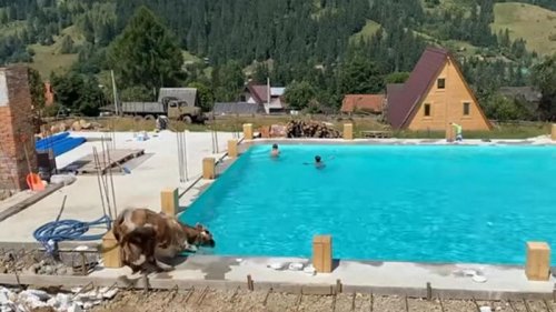 В Карпатах корова искупалась в бассейне (видео)