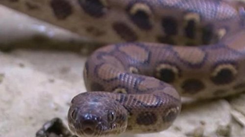 В Полтаве женщина нашла метрового удава в туалете квартиры (видео)