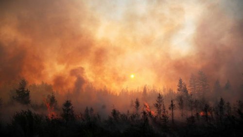 Более 1,5 млн гектаров. В России бушуют лесные пожары