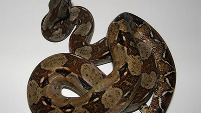 В Киеве нашелся удав, которого потеряли (фото)