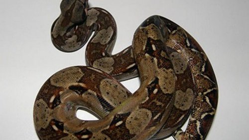 В Киеве нашелся удав, которого потеряли (фото)