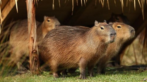 Капибары захватили элитный поселок в Аргентине