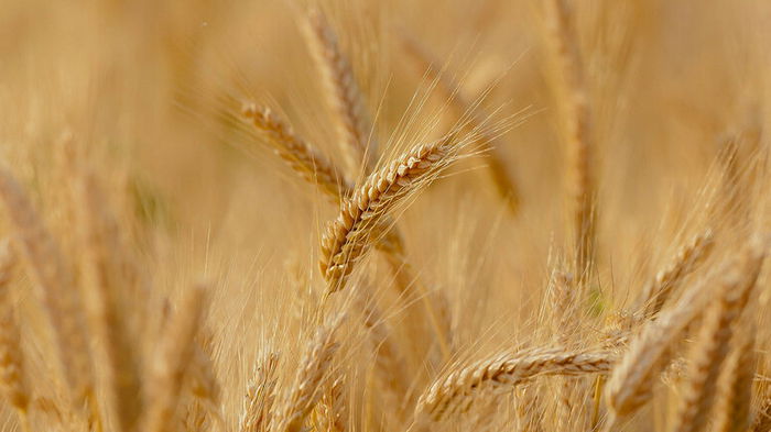Экспорт украинского зерна превысил 9 млн тонн