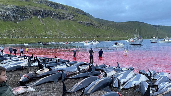 Кровавая вода: на Фарерских островах за ночь убили 1500 дельфинов (фото)