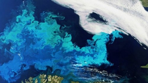 Ученые нашли причину масштабного цветения океана