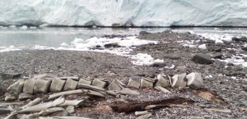 Кит эпохи викингов. Ученые узнали возраст скелета в Антарктиде возле Вернадского (фото)