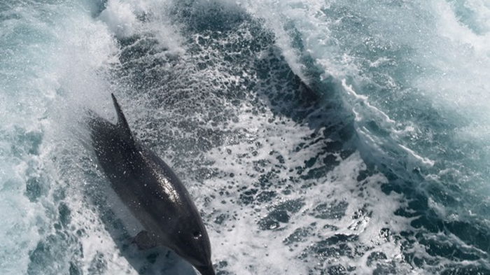 На берег Азовского моря выбросило мертвых дельфинов (фото)