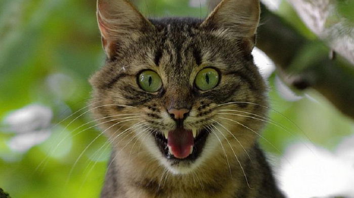 Ученые рассказали, почему домашние кошки не могут рычать