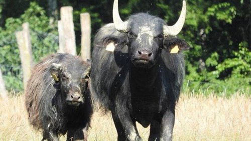 В Тернополе сбежавшие из зооуголка буйволы гуляли по дороге (видео)