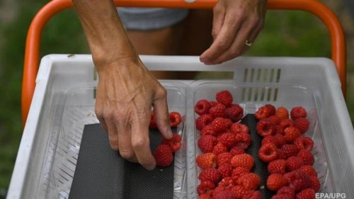 Украина впервые импортировала малину в США и Канаду