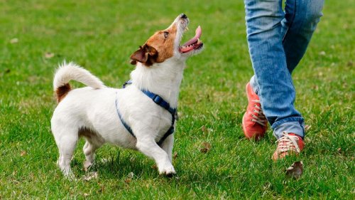 Гиперактивная собака: 6 советов, как успокоить питомца