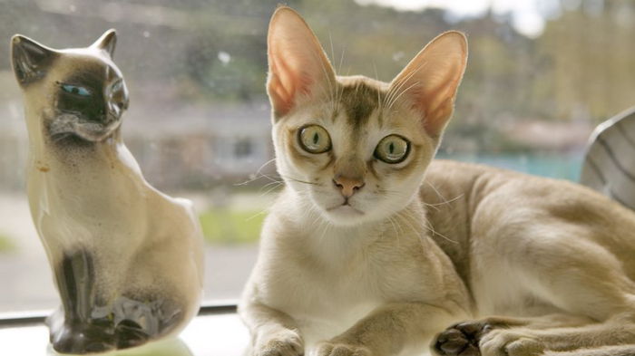Вечный котенок. Названа самая маленькая порода кошек в мире