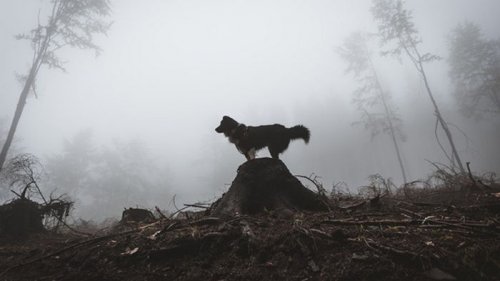 Из-за бешеного пса часть города на Прикарпатье закрыли на карантин