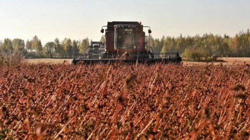 Украина собрала самый большой урожай гречки за последние годы