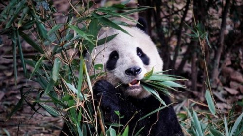 Ученые выяснили, как нелогичный окрас панд помогает им выжить