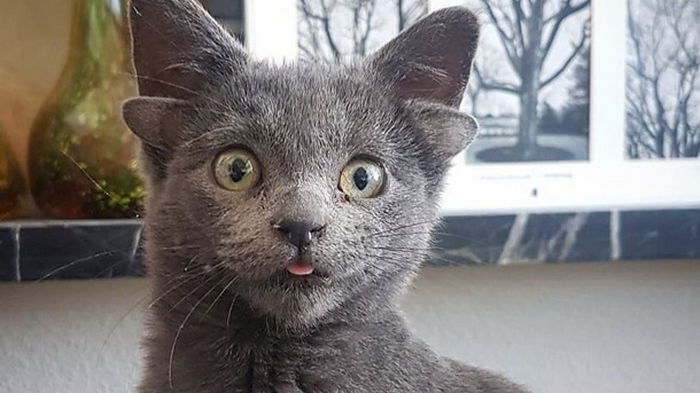 Котенок с четырьмя ушами нашел дом в Турции
