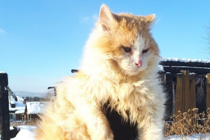 Российский кот полтора года прожил на месте пожара в ожидании погибшей хозяйки
