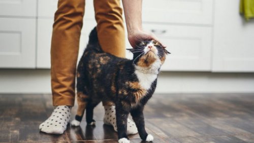 Ученые выяснили, что кошки мысленно отлеживают местоположение хозяев