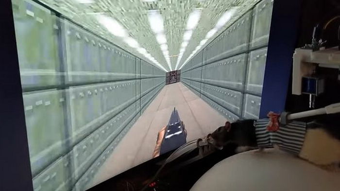 Инженер научил крыс играть в Doom (видео)