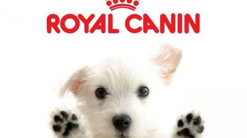 Чем полезен для собак сухой корм Royal Canin