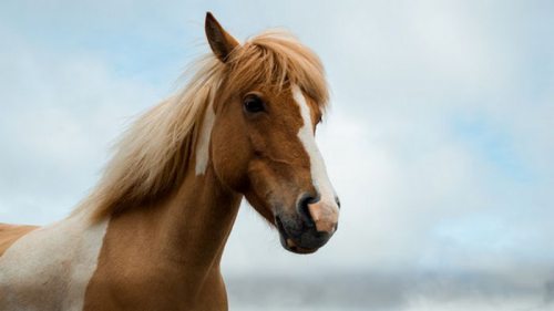 Ученые рассказали, какого роста были средневековые кони