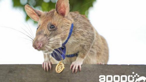 Умер крыса-сапер Магава, который за свою жизнь обнаружила более 100 мин