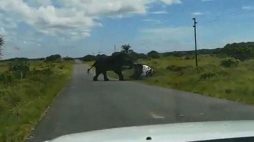 В Африке слон перевернул автомобиль с туристами (видео)