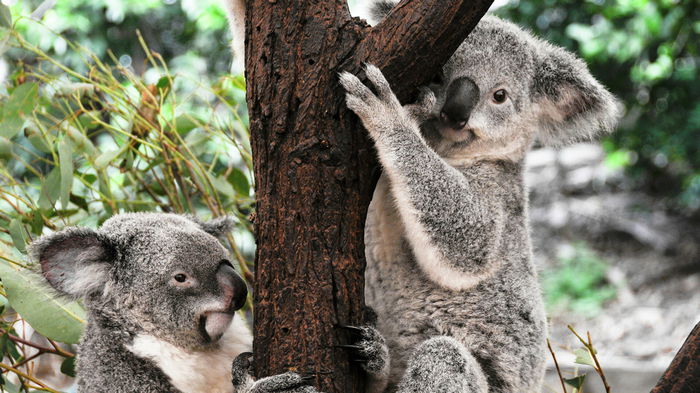 В Австралии на защиту коал потратят 50 миллионов долларов