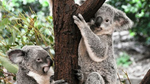 В Австралии на защиту коал потратят 50 миллионов долларов