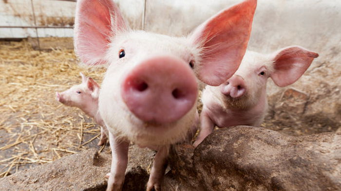 Импорт свинины в Украину вырос в четыре раза в январе. Откуда завозят и почему так много