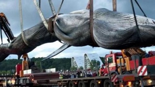 Исландия прекратит китобойный промысел