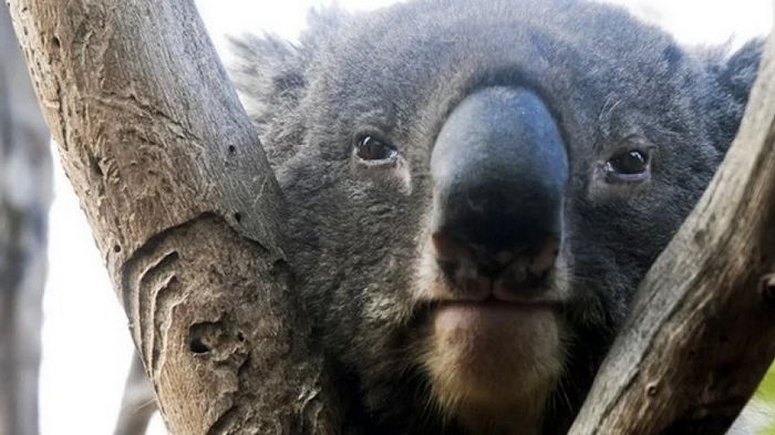 Коала, животное-символ Австралии, оказалась на грани исчезновения