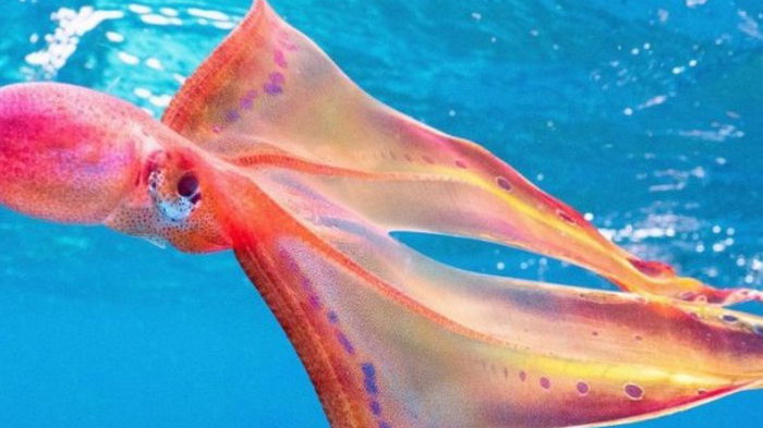 Возле Австралии сфотографировали осьминога редкосной расцветки