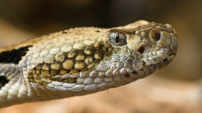 Эволюция: стало известно как змеи лишились конечностей