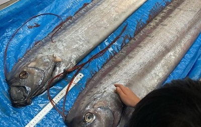 В Японии на берег выбросилась самая длинная в мире рыба