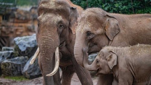 Смертельный вирус убивает слонов: началось первое испытание спасительной вакцины