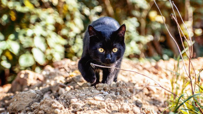 Ученые рассказали, почему кошки уходят из дома перед смертью