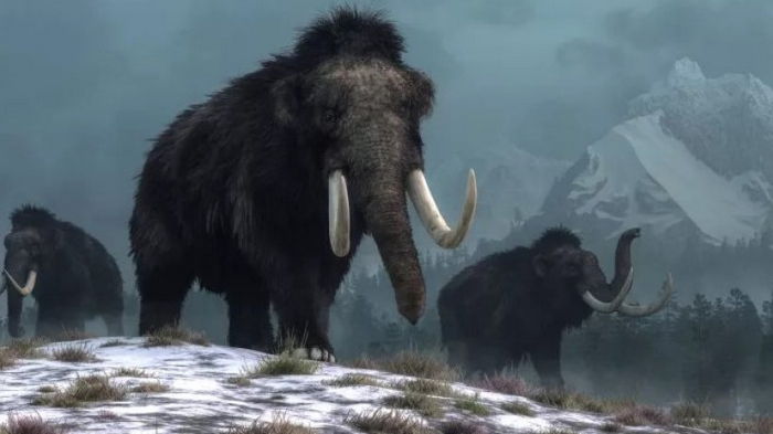 Ученые воскресят шерстистых мамонтов, чтобы создать арктических слонов