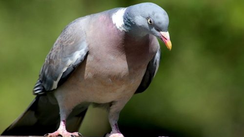 В Швейцарии решили бороться с заразными голубями при помощи «умных» беспилотников (видео)