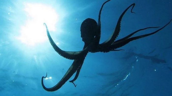Необычная гипотеза: группа ученых утверждает, что осьминоги прибыли из космоса