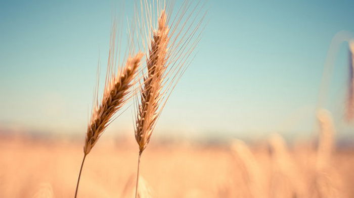 Индия хочет заменить Украину на рынке пшеницы