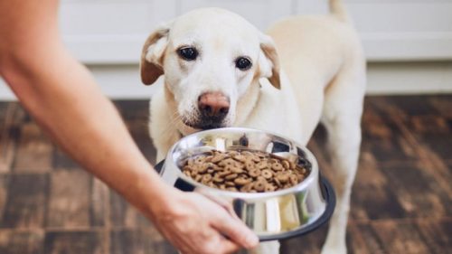 Ученые рассказали, сколько раз в день нужно кормить собак