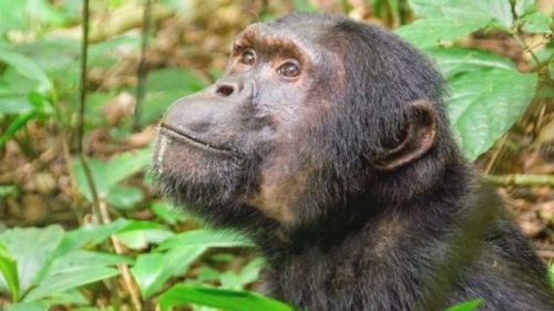Ученые выяснили, как выжили предки приматов после падения астероида 66 млн лет назад