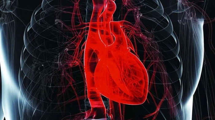 Ученые рассказали, почему сердце не устает, как другие мышцы