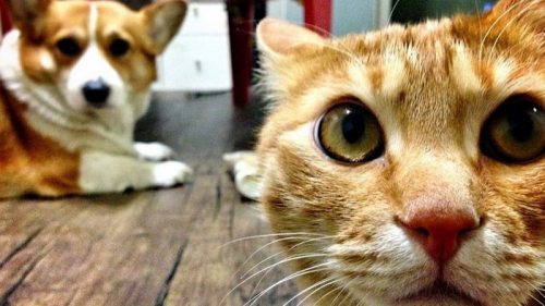 Ученые рассказали, каким видят мир кошки и собаки
