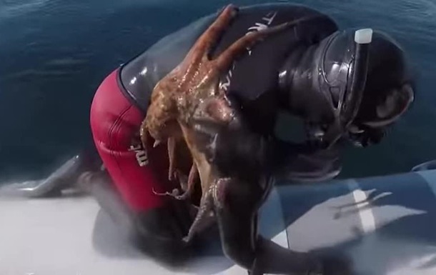 В Италии к дайверу присосался осьминог