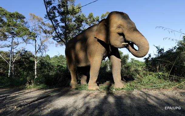 В Таиланде игривый слон «утопил» туристов